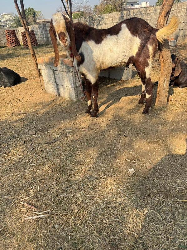 tagra Bakra for sale 2