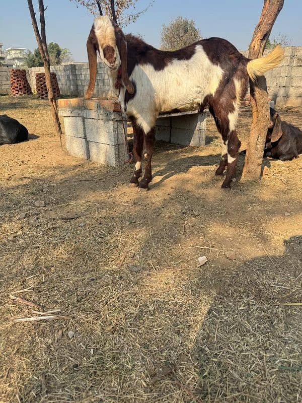 tagra Bakra for sale 3