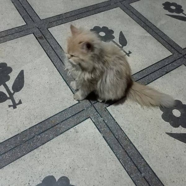 cat Persian 5