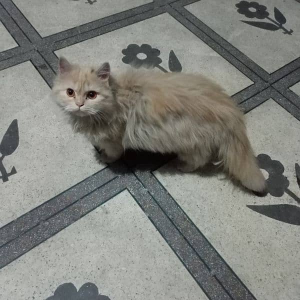 cat Persian 6