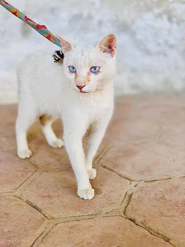 Persian Beautiful white cat ,very friendly with children for sale 0