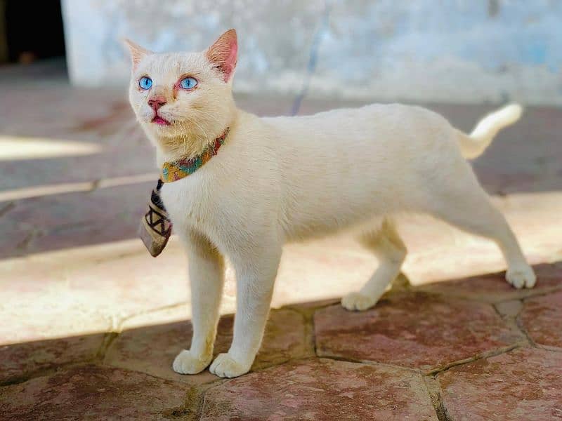 Persian Beautiful white cat ,very friendly with children for sale 1