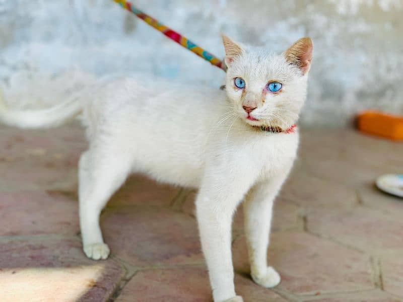 Persian Beautiful white cat ,very friendly with children for sale 2