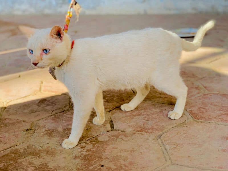 Persian Beautiful white cat ,very friendly with children for sale 3