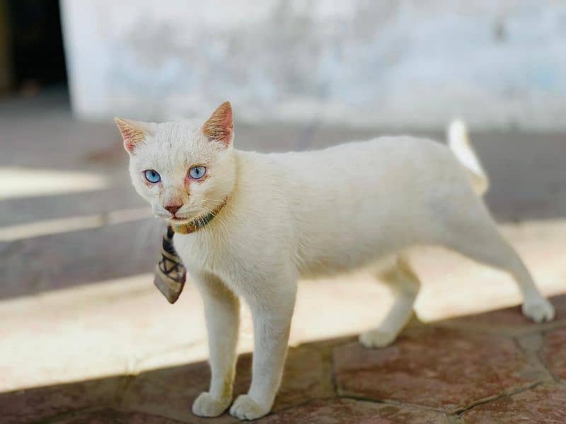 Persian Beautiful white cat ,very friendly with children for sale 4