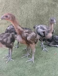 Thai Dragon Chicks For sale