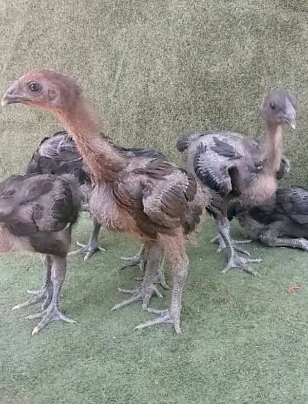 Thai Dragon Chicks For sale 0