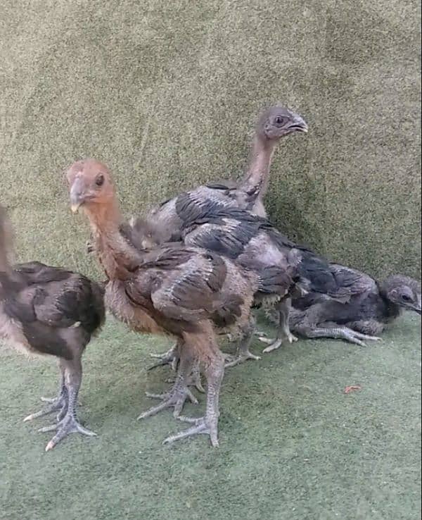 Thai Dragon Chicks For sale 2