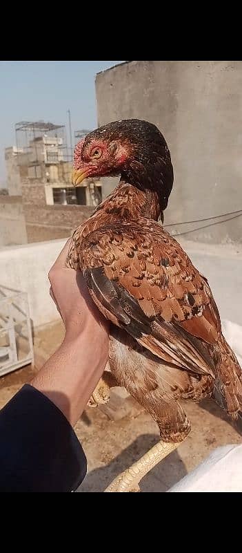 high quality aseel hen 0