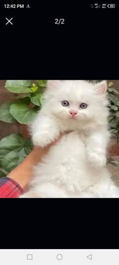 quality Persian panch face cate & kittan male female both available h