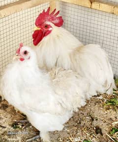 White Bantam Breeder Pair Zero Size