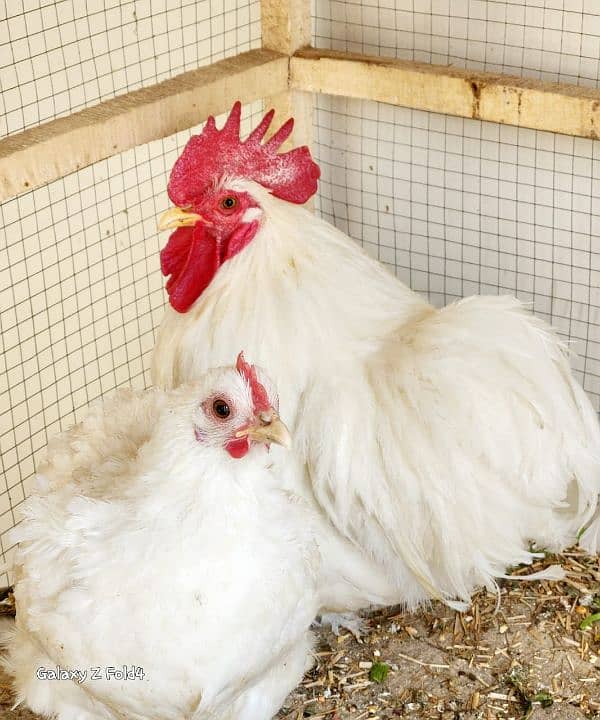 White Bantam Breeder Pair Zero Size 1