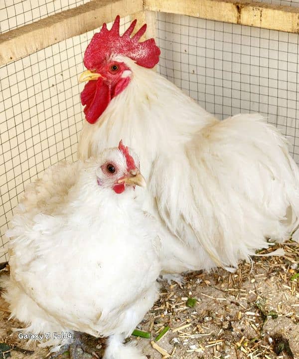 White Bantam Breeder Pair Zero Size 2