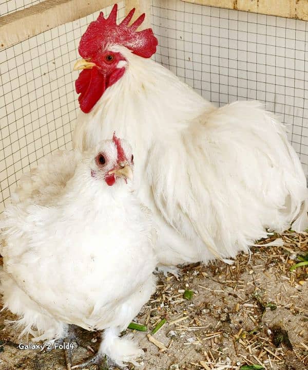 White Bantam Breeder Pair Zero Size 3