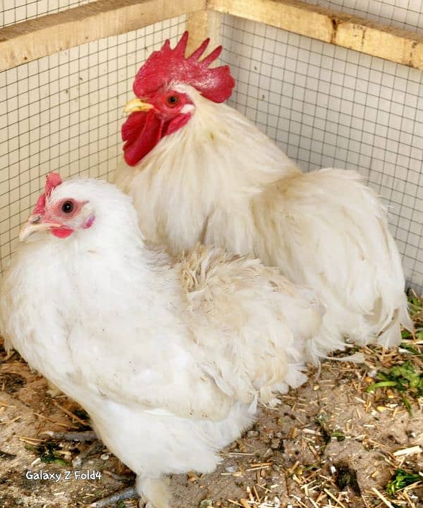 White Bantam Breeder Pair Zero Size 4