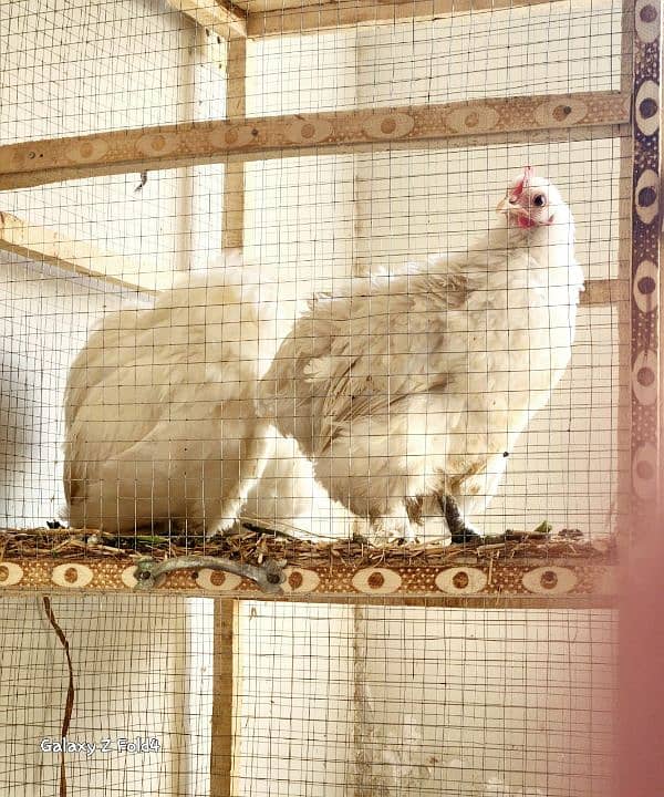 White Bantam Breeder Pair Zero Size 6