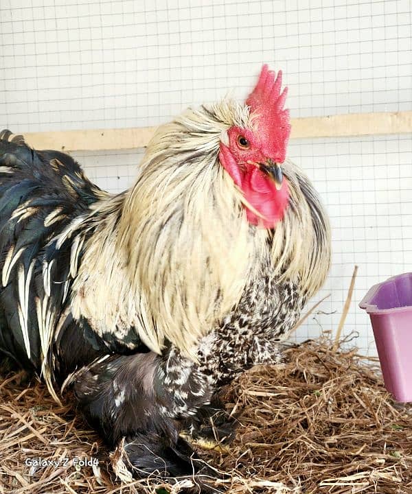 White Bantam Breeder Pair Zero Size 8