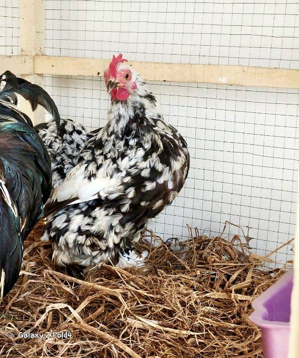 White Bantam Breeder Pair Zero Size 9