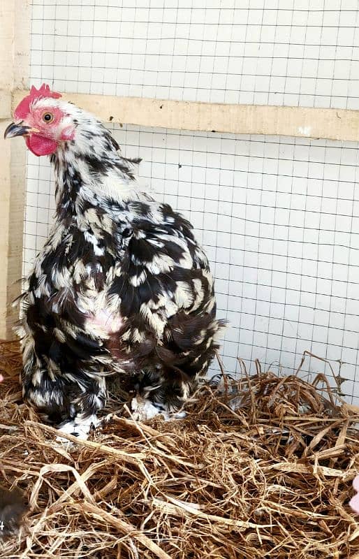 White Bantam Breeder Pair Zero Size 10