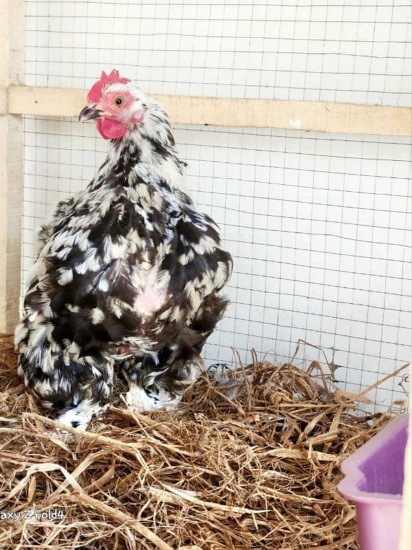 White Bantam Breeder Pair Zero Size 11