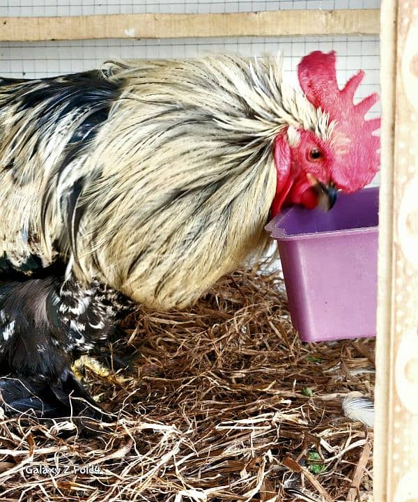 White Bantam Breeder Pair Zero Size 13