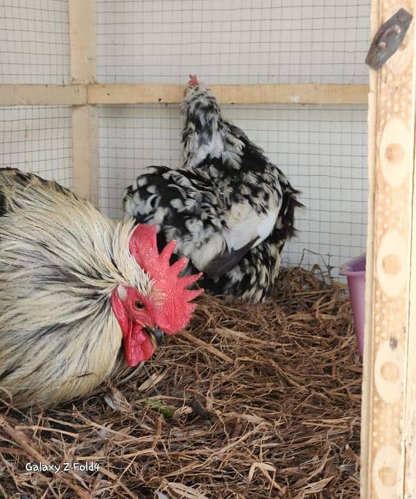 White Bantam Breeder Pair Zero Size 14