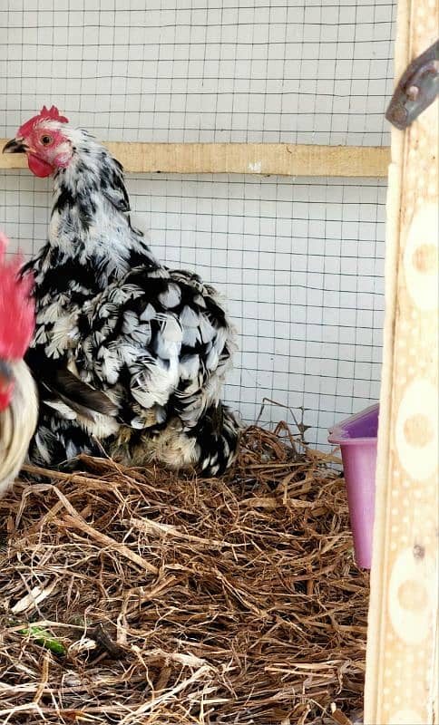 White Bantam Breeder Pair Zero Size 15