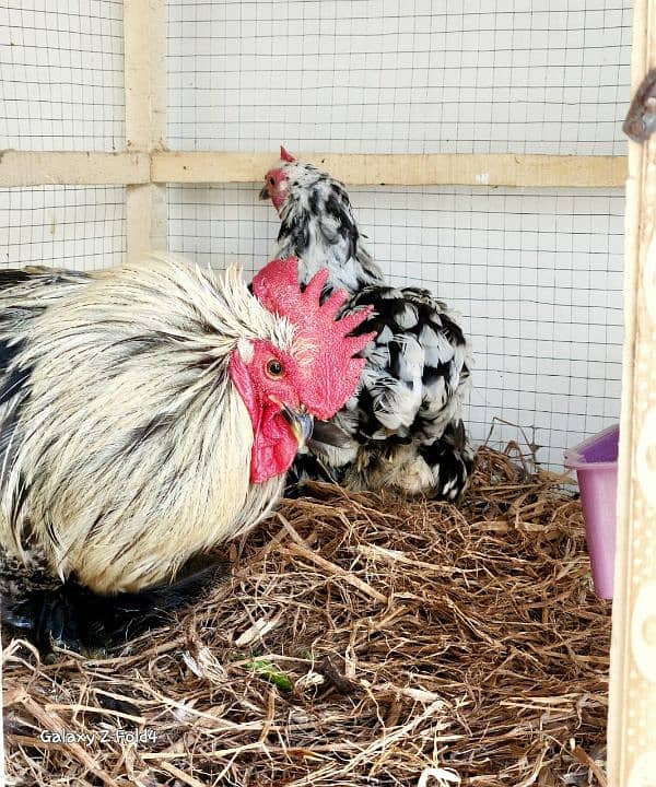 White Bantam Breeder Pair Zero Size 16