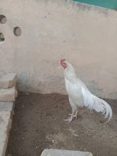 white Heera for sale