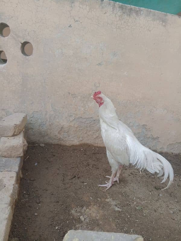 white Heera for sale 0