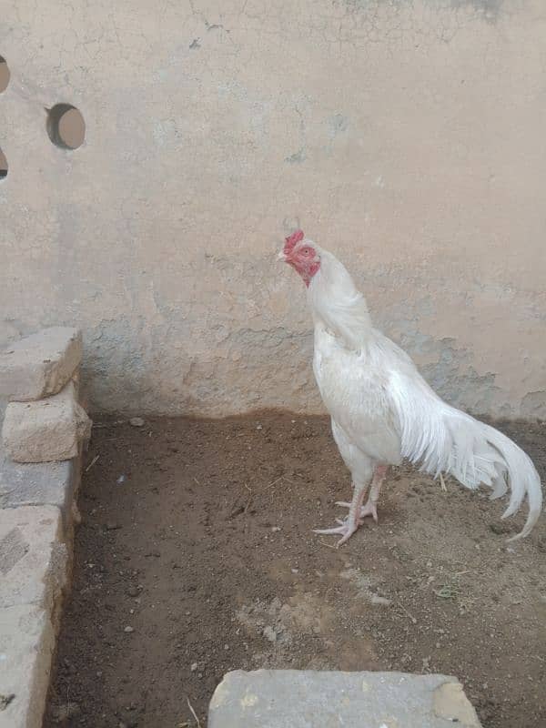 white Heera for sale 1