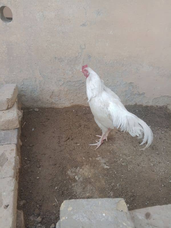 white Heera for sale 2