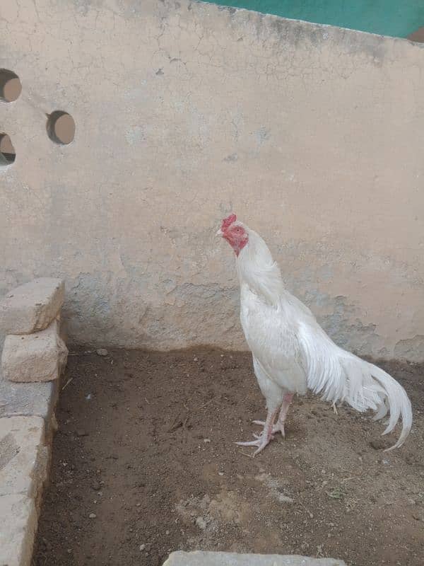 white Heera for sale 3