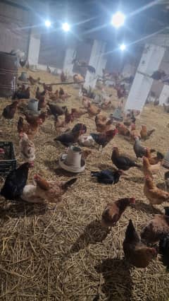 Desi golden misri hens