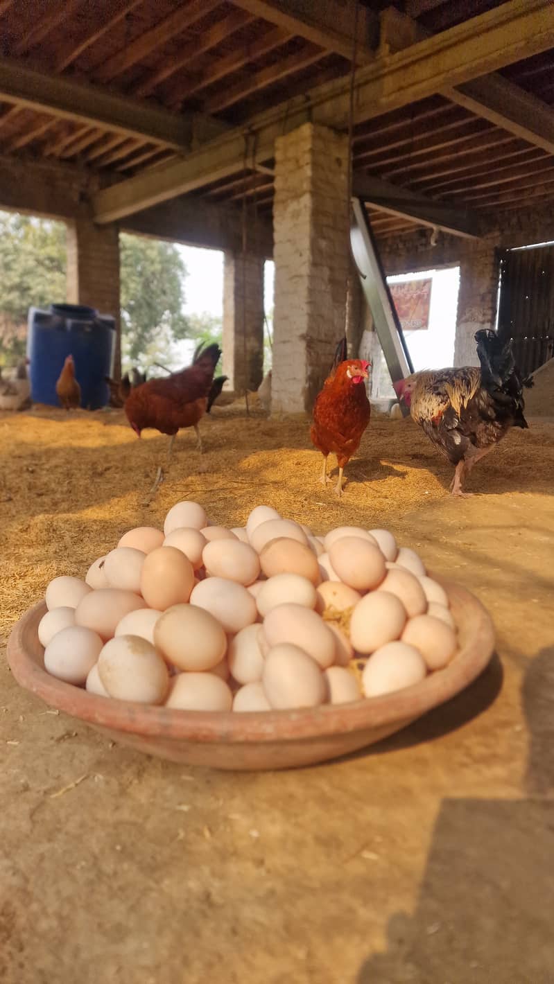 Desi golden misri hens 5