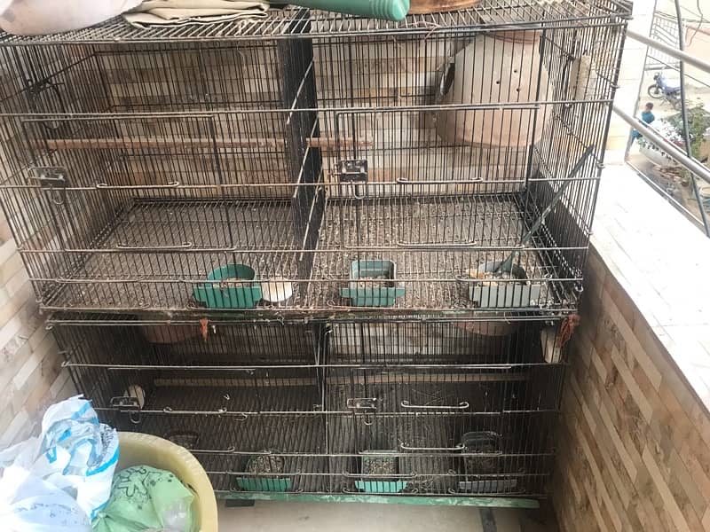 Ringneck Pair X Lovebird Pair 4 PORTION CAGE 5