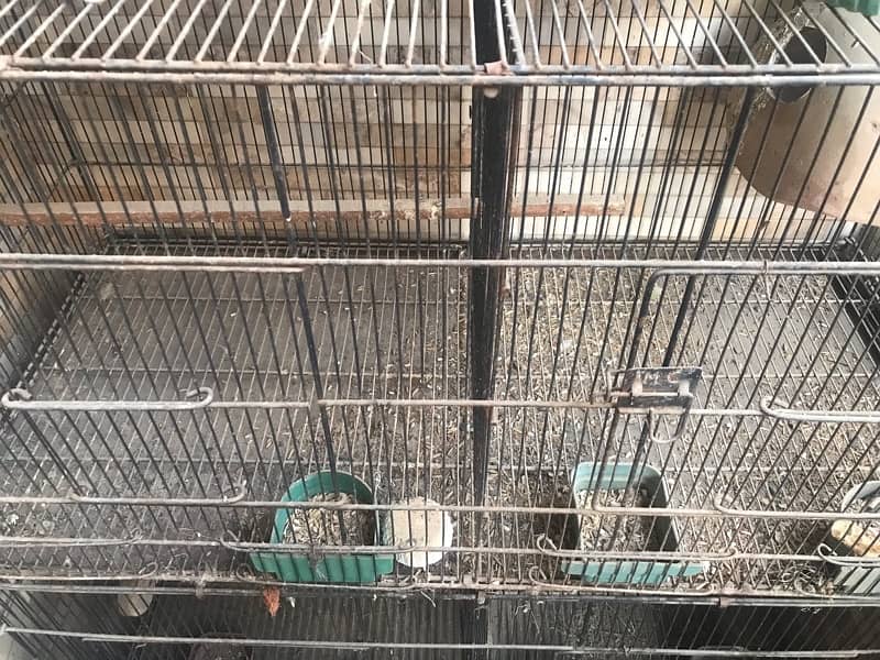 Ringneck Pair X Lovebird Pair 4 PORTION CAGE 7