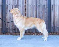 Golden retriever Male