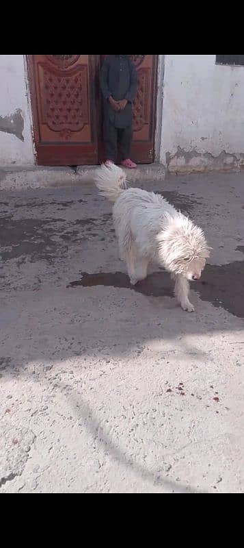 rushi dog female for sale keemat 25000 1