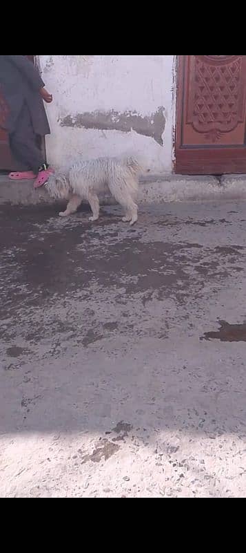 rushi dog female for sale keemat 25000 3