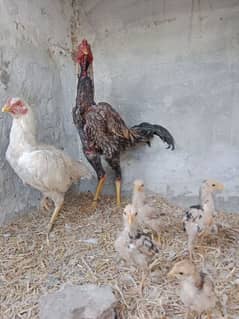 aseel pair +chicks