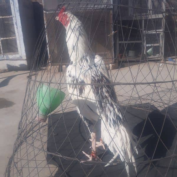 high quality paty or breeder for sale 03235267124 whtsapp 2