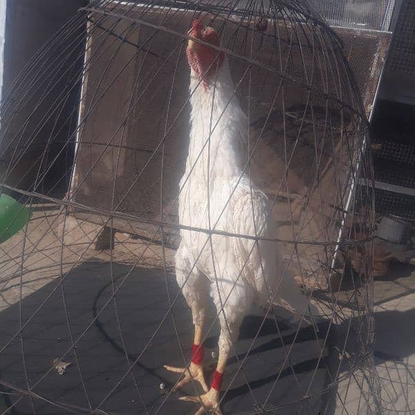 high quality paty or breeder for sale 03235267124 whtsapp 10