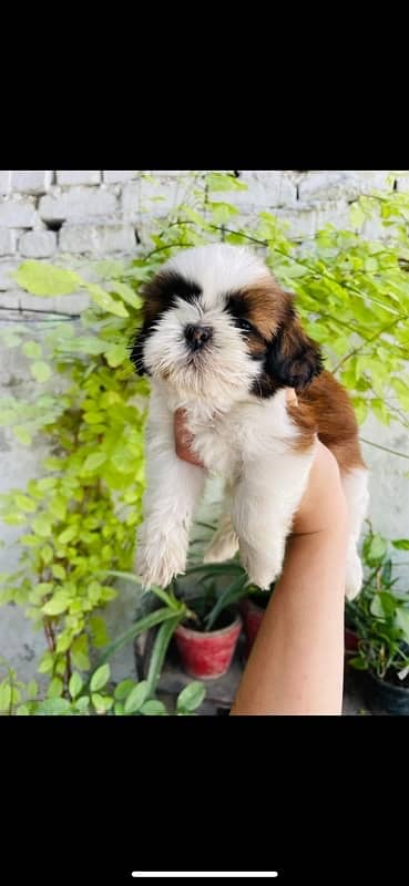 Shihtzu Puppies 0