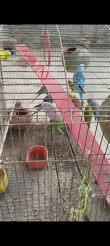 parrot for sale 1