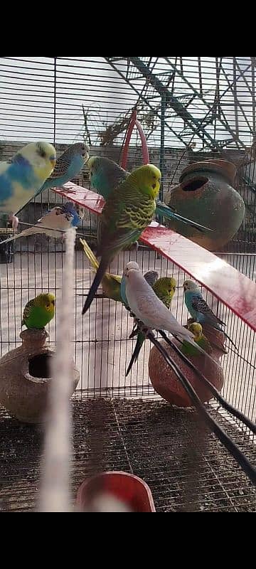 parrot for sale 2