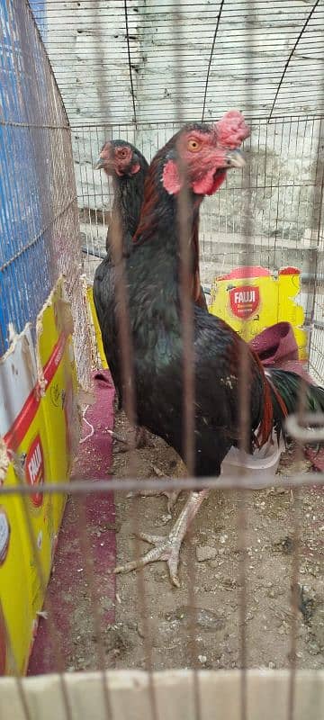 parrot for sale 3