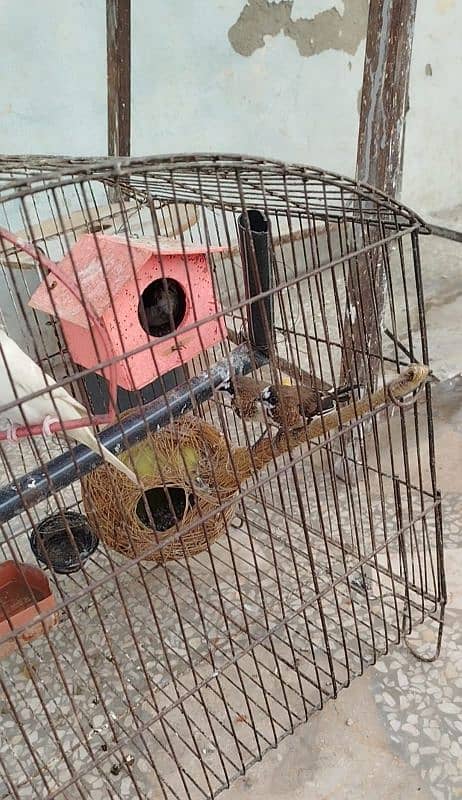 parrot for sale 6