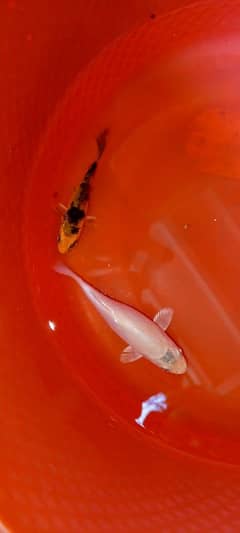 Koi fish