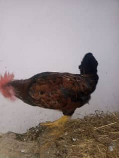 3 rooster for sale